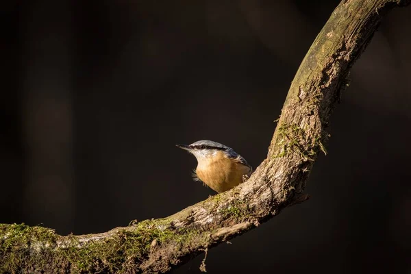 Fechar Wood Nuthatch Pássaro Ramo Pássaro Pequeno Cena Vida Selvagem — Fotografia de Stock