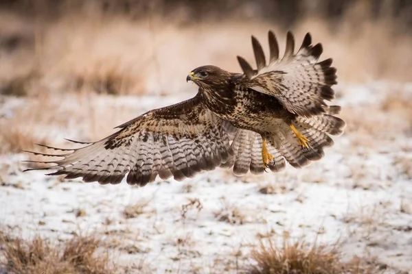 Flygande buzzard — Stockfoto