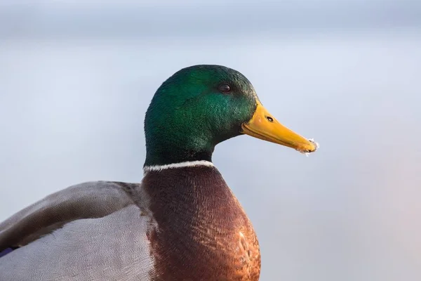 Close-up Mallard — Fotografia de Stock