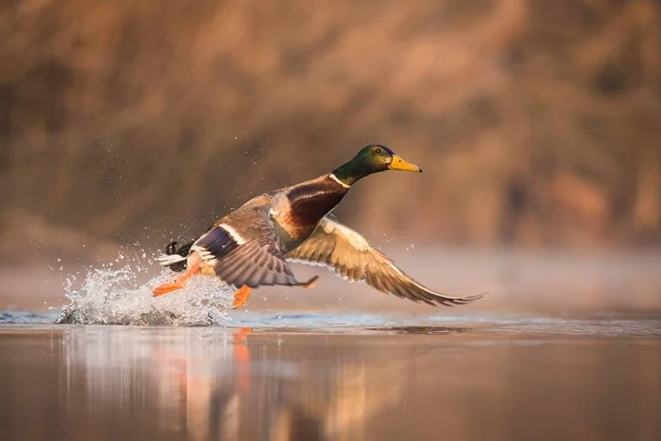 Close up voando Mallard — Fotografia de Stock