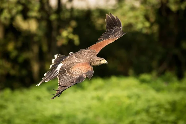 Flygande Harris Buzzard — Stockfoto