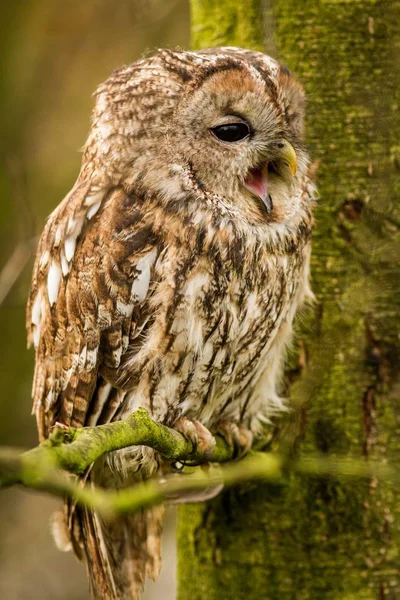 Búho Tawny — Foto de Stock