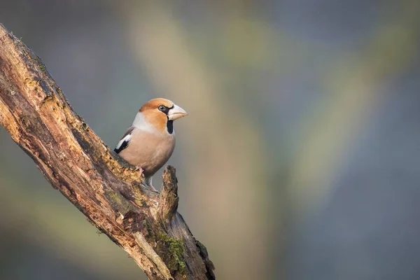 Hawfinch — Stock fotografie