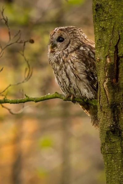 Búho Tawny — Foto de Stock