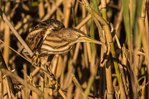 Fechar Pouco Bittern — Fotografia de Stock