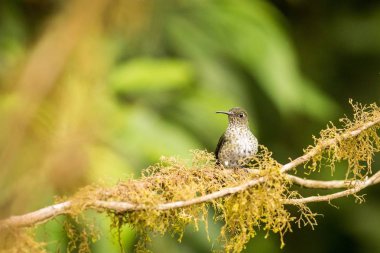 And zümrüt kadar kapatın