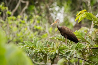 Limpkin (Aramus guarauna)
