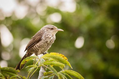 Ardıç kuşu gibi çit kuşu (Campylorhynchus Turdinus)
