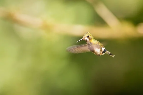 Grzywacz drutu Thorntail (Popelairia Popelairii) — Zdjęcie stockowe