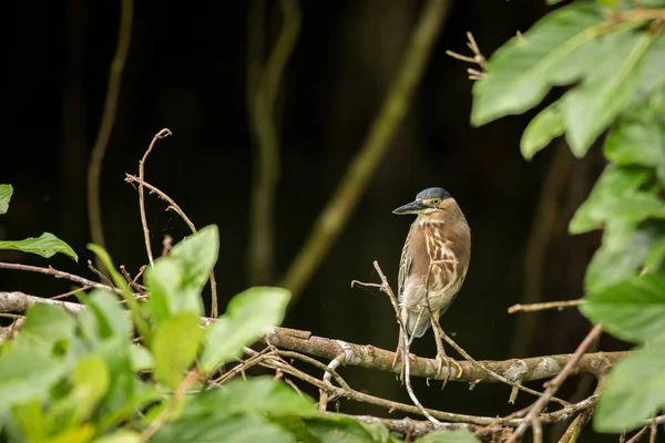 Garza estriada (Butorides striata) — Foto de Stock