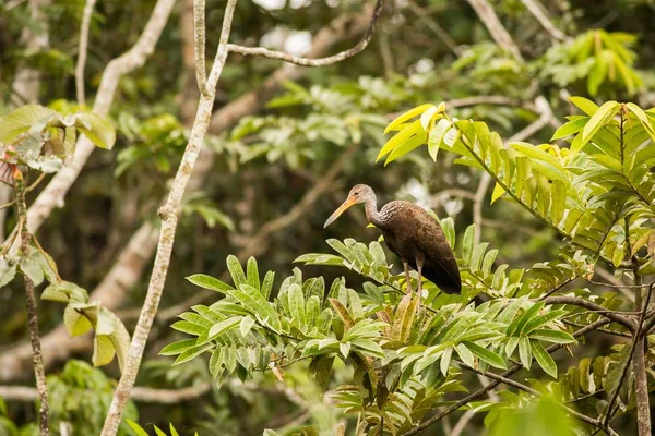 Carrao (Aramus guarauna) — Foto de Stock