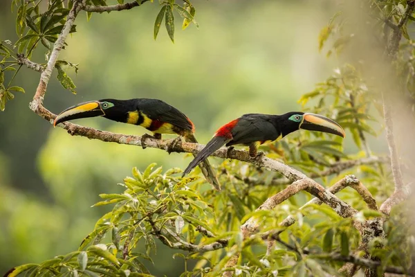 Soköves arasszári (Pteroglossus pluricinctus) — Stock Fotó