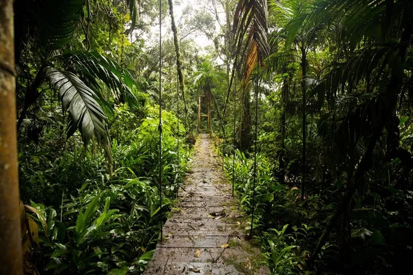 Дождевые леса, деревья и растения — стоковое фото