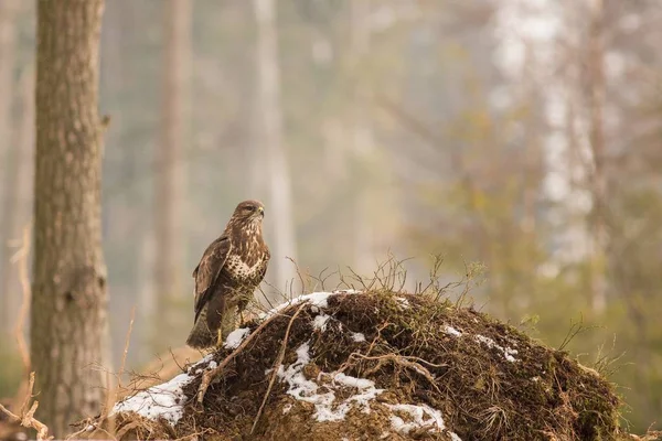 Buzzard comum (Buteo buteo) no inverno . — Fotografia de Stock