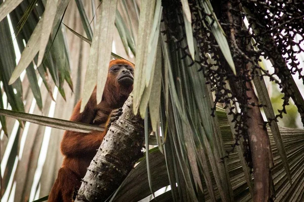 Red Howler Monkey (Alouatta Seniculus) — Fotografie, imagine de stoc