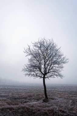 Sisin içinde ağaç