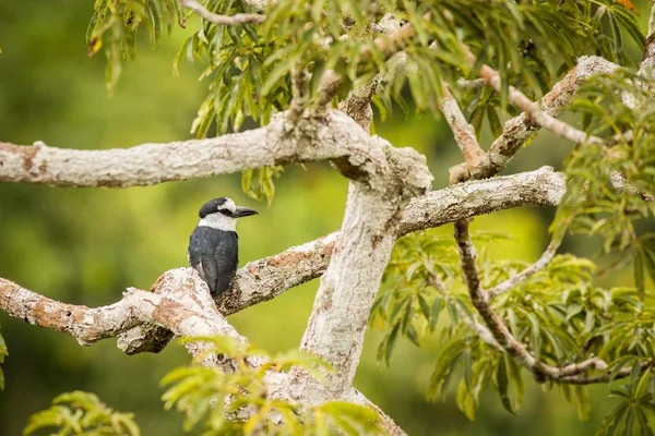 Pájaro globo de cuello blanco (Notharchus Hyperrhynchus ) — Foto de Stock