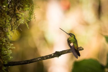 Mor boğazlı burmeisteri (Philodice Mitchelli)