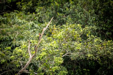 Ağaç üzerinde iki ağaçkakan