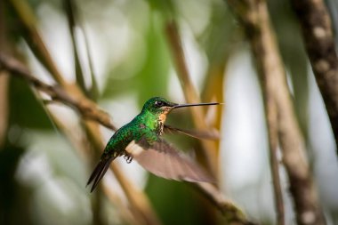 Mor boğazlı burmeisteri (Philodice Mitchelli)