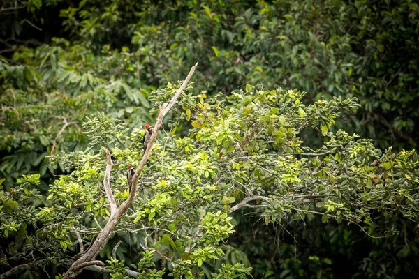Dos pájaros carpinteros en el árbol — Foto de Stock
