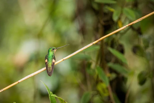 Fioletowy throated Woodstar (Mitchelli Systematyka w Wikispecies) — Zdjęcie stockowe