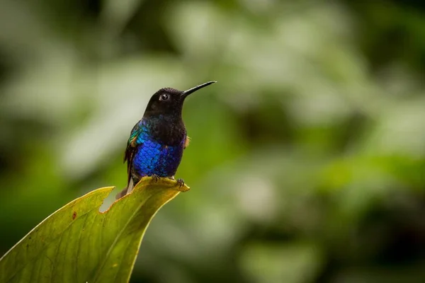 Samet purple Coronet v dešti — Stock fotografie