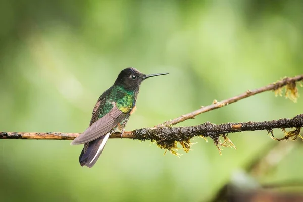 Velvet fioletowy Coronet w deszczu — Zdjęcie stockowe