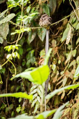 Rasting lir kuyruklu Çobanaldatangiller