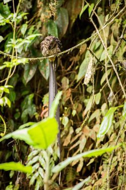 Rasting lir kuyruklu Çobanaldatangiller
