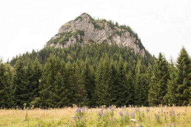 Ormanda, romantik Peyzaj Taşları