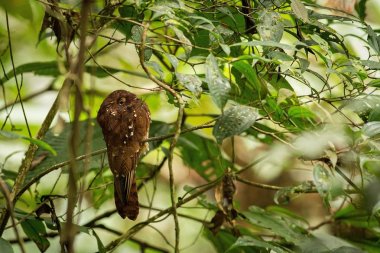 Yukarı Kızılca dalda oturan Potoo kapatın