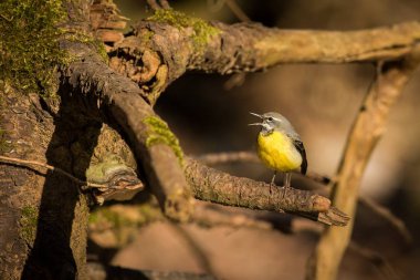 (Motacilla cinerea Tunstall gri kuyruksallayan kadar kapatın)