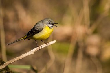 (Motacilla cinerea Tunstall gri kuyruksallayan kadar kapatın)