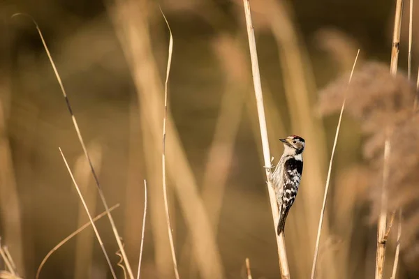 Downy Woodpecker em uma cana — Fotografia de Stock