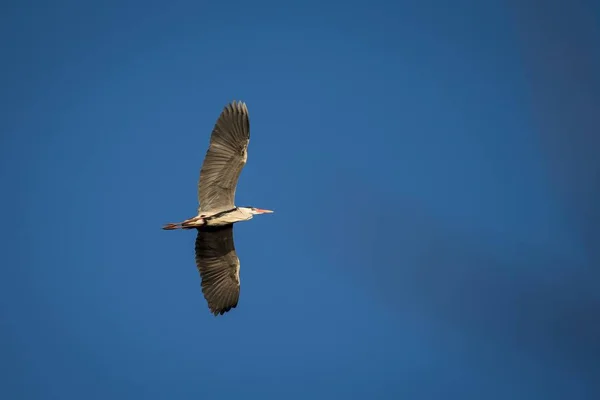 Létající šedá volavka (Ardea cinerea Linnaeus) — Stock fotografie