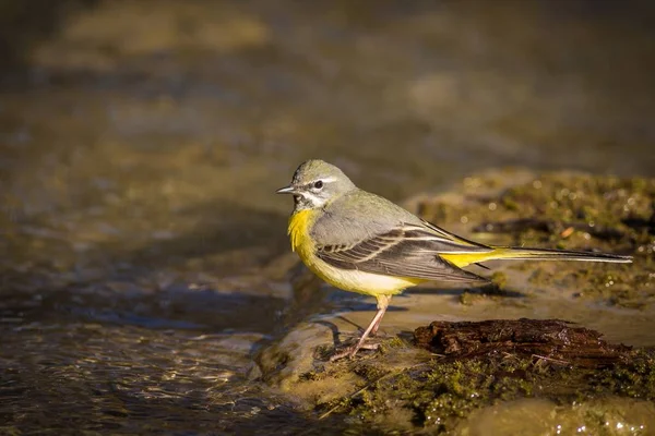 Закрыть Grey Wagtail (Мотацилла кинотеатр Tunstall ) — стоковое фото