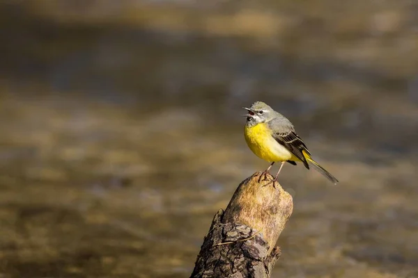 회색 할 미 새 (Motacilla cinerea Tunstall 닫습니다) — 스톡 사진