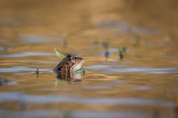 Κοντινό καφέ frog (Rana temporaria) — Φωτογραφία Αρχείου