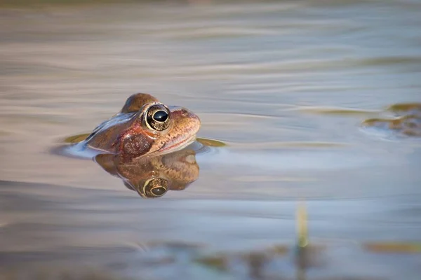 Κοντινό καφέ frog (Rana temporaria) — Φωτογραφία Αρχείου