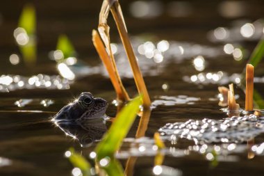 Kahverengi Kurbağa (Rana temporaria kadar kapatın)