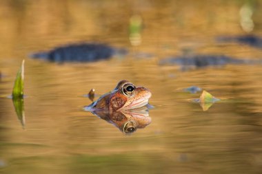 Kahverengi Kurbağa (Rana temporaria kadar kapatın)