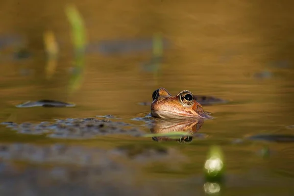 Κοντινό καφέ frog (Rana temporaria) — Φωτογραφία Αρχείου