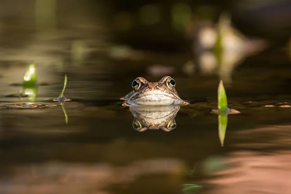 Κοντινό καφέ frog (Rana temporaria) — Φωτογραφία Αρχείου