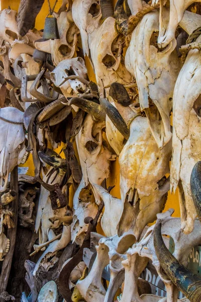 Mexican Traditional Altar Wall Cow Skulls — Stock Photo, Image