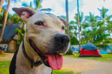 portre sevimli çukur boğa köpek yeşil palmiye ağaçları arka plan ile sahilde