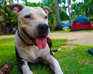 şirin pitbull köpek sahilde, yeşil çimenlerin üzerinde