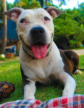 şirin bakışta pitbull köpek sahilde, yeşil çimenlerin üzerinde