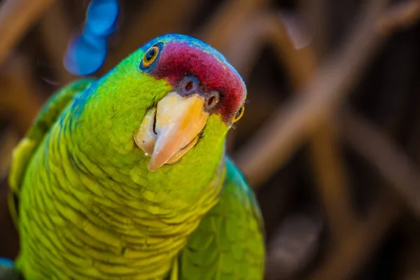 Primer Plano Perico Lindo Colorido Árbol — Foto de Stock