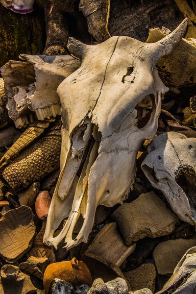 Bull Skull Bones Altar Traditional — Stock Photo, Image